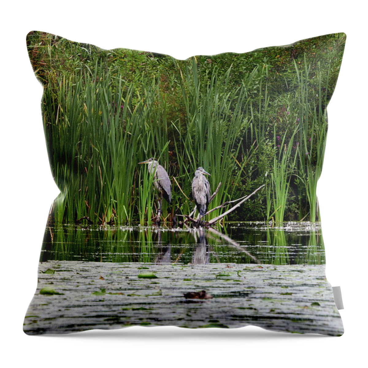 Ardea Cinerea Throw Pillow featuring the photograph Quiet moment. Grey heron by Jouko Lehto