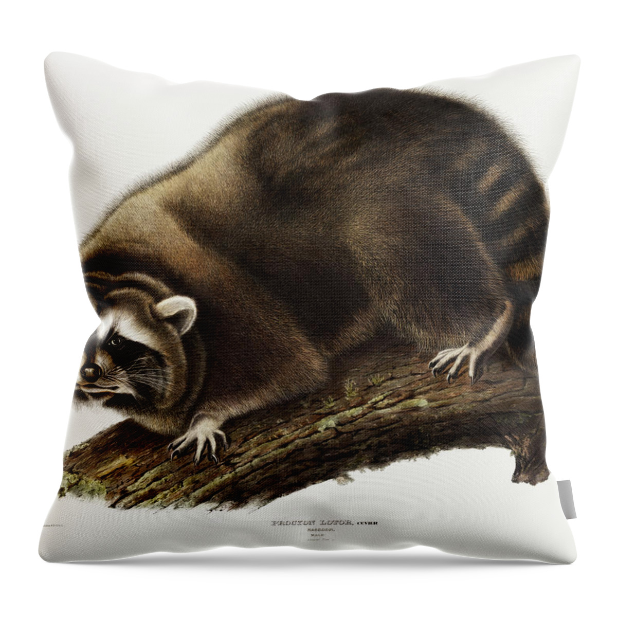 American Throw Pillow featuring the mixed media Raccoon. John Woodhouse Audubon Illustration by World Art Collective
