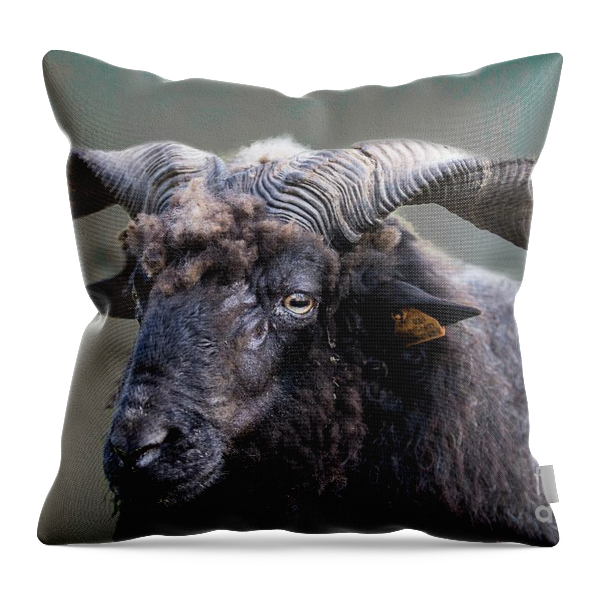 Racka Throw Pillow featuring the photograph Racka Portrait by Eva Lechner