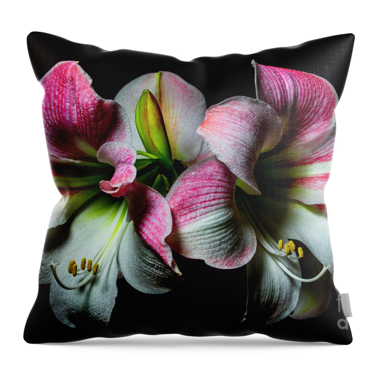 Royal Dutch Amaryllis Throw Pillow featuring the photograph Radiantly by Doug Norkum