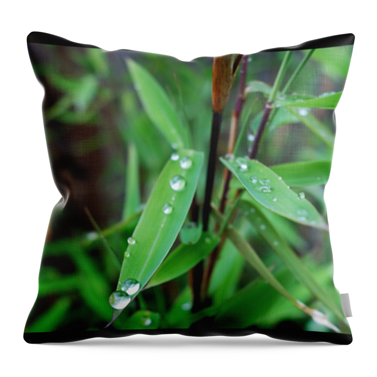 Rain Drops Throw Pillow featuring the painting Rain On Bamboo by Charles Stuart