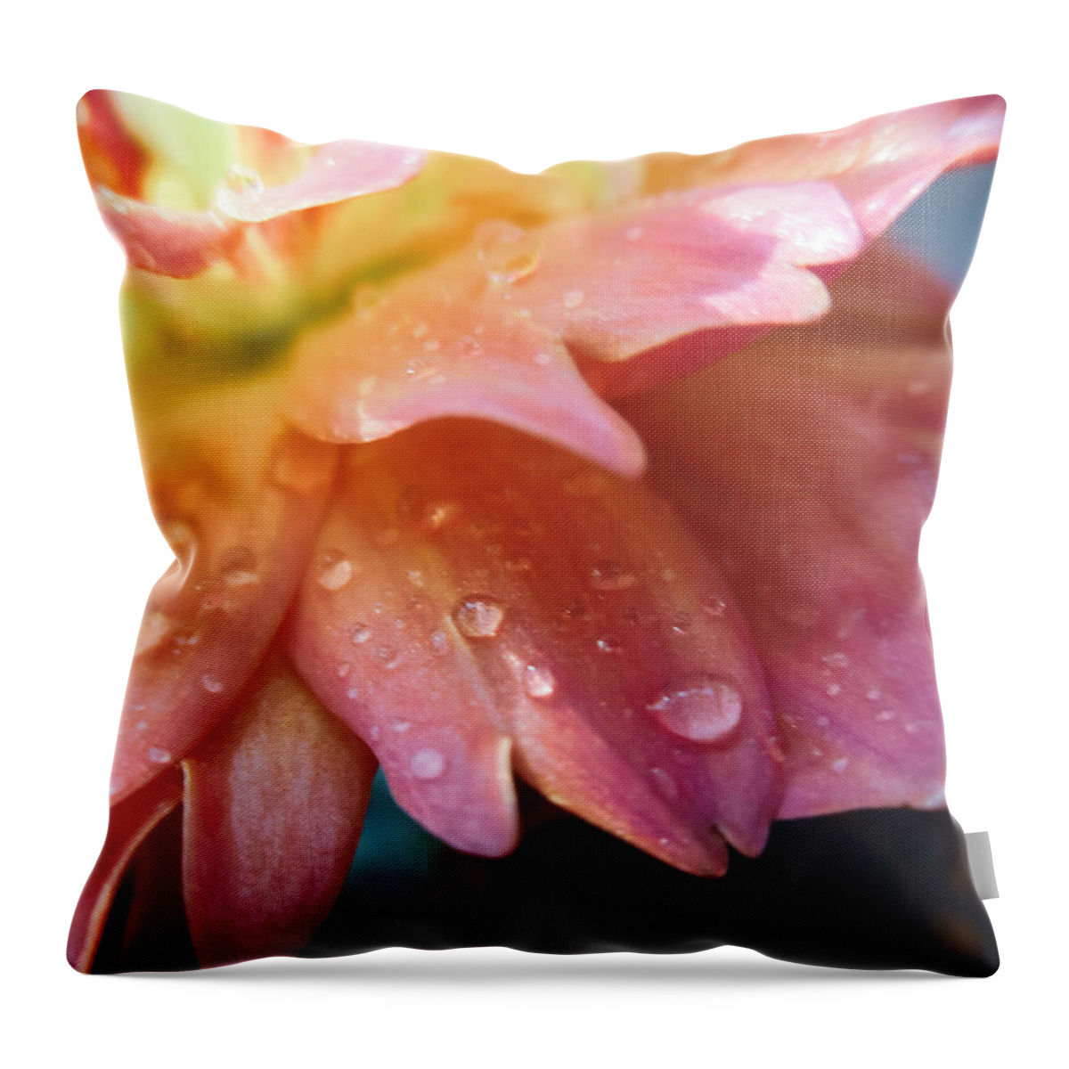 Dahlia Pinnata Throw Pillow featuring the photograph Raindrops and Petals by W Craig Photography