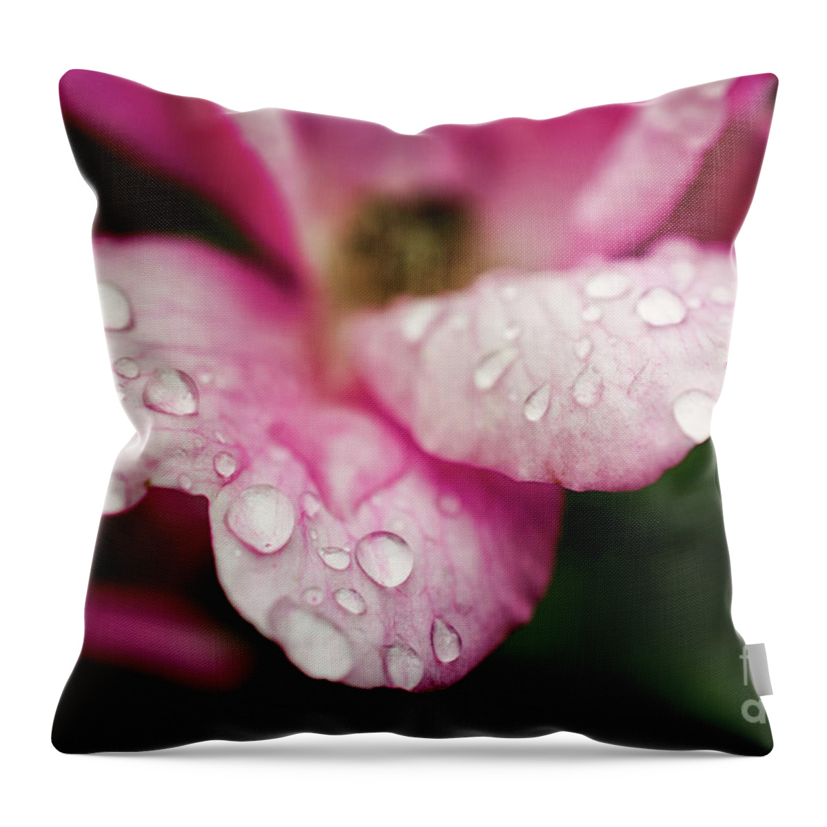 Rose Throw Pillow featuring the digital art Raindrops on Wild Pink Rose / Botanical / Floral / Nature Photograph by PIPA Fine Art - Simply Solid