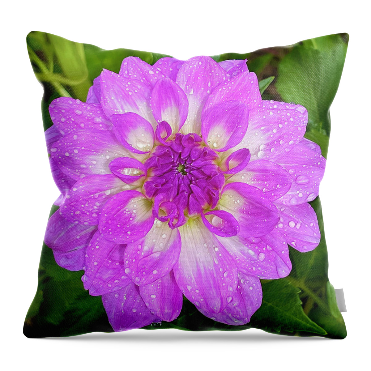Dahlia Throw Pillow featuring the photograph Rained On by Brian Eberly