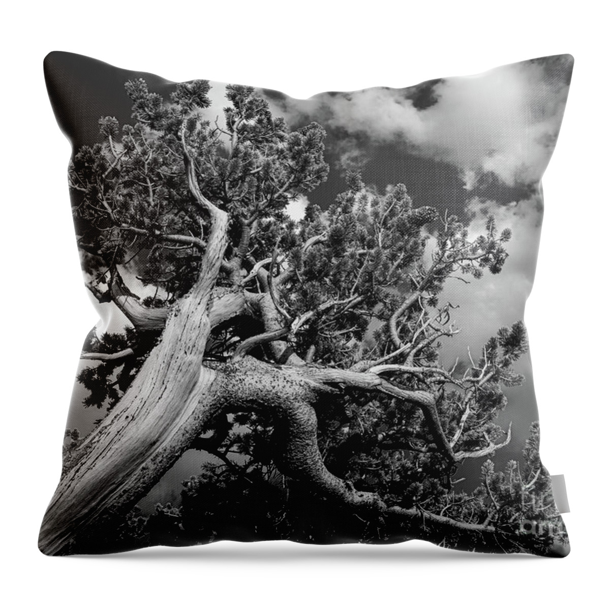 Ancient Sentinels Throw Pillow featuring the photograph Reaching for the sky by Maresa Pryor-Luzier