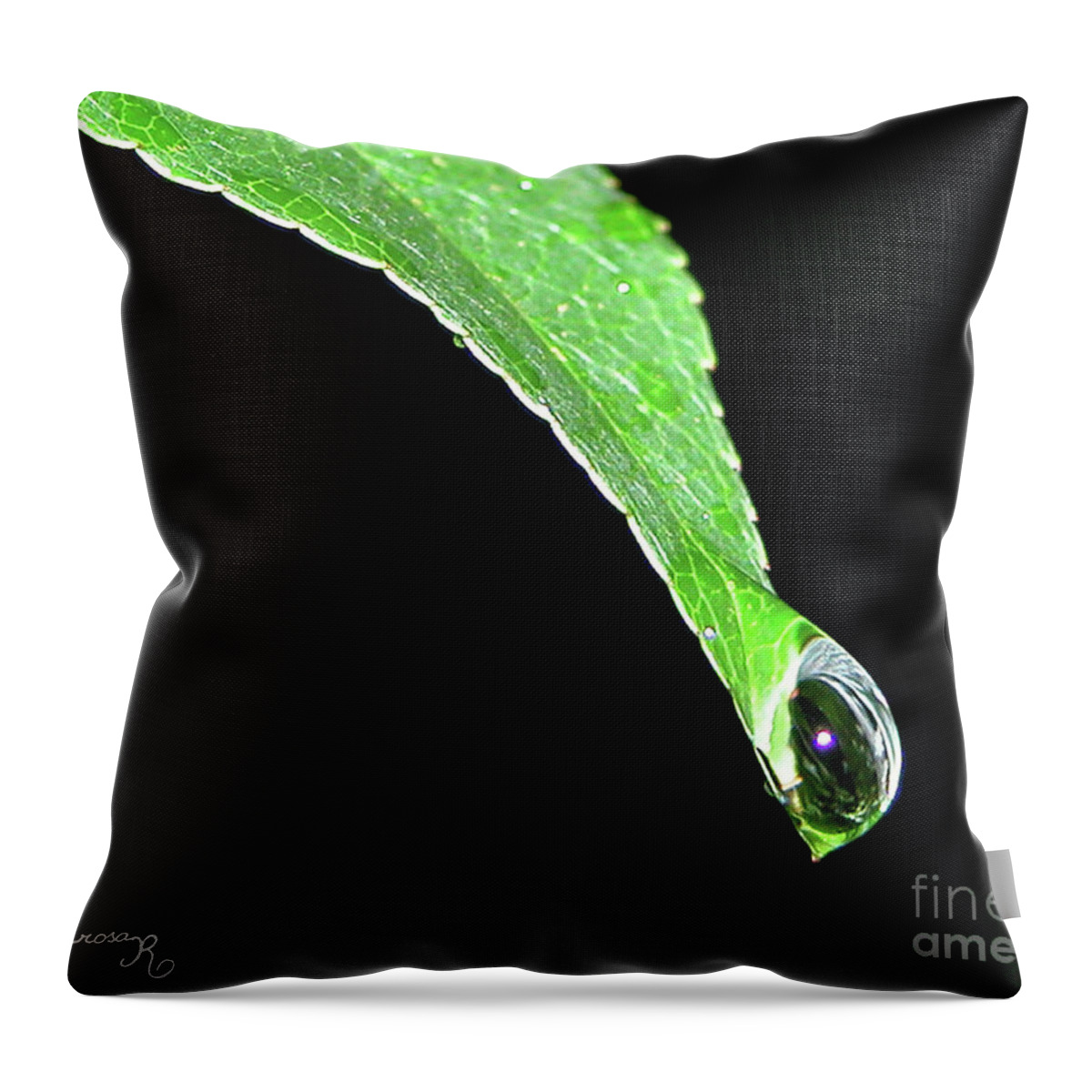 Nature Throw Pillow featuring the photograph Ready to Drop by Mariarosa Rockefeller
