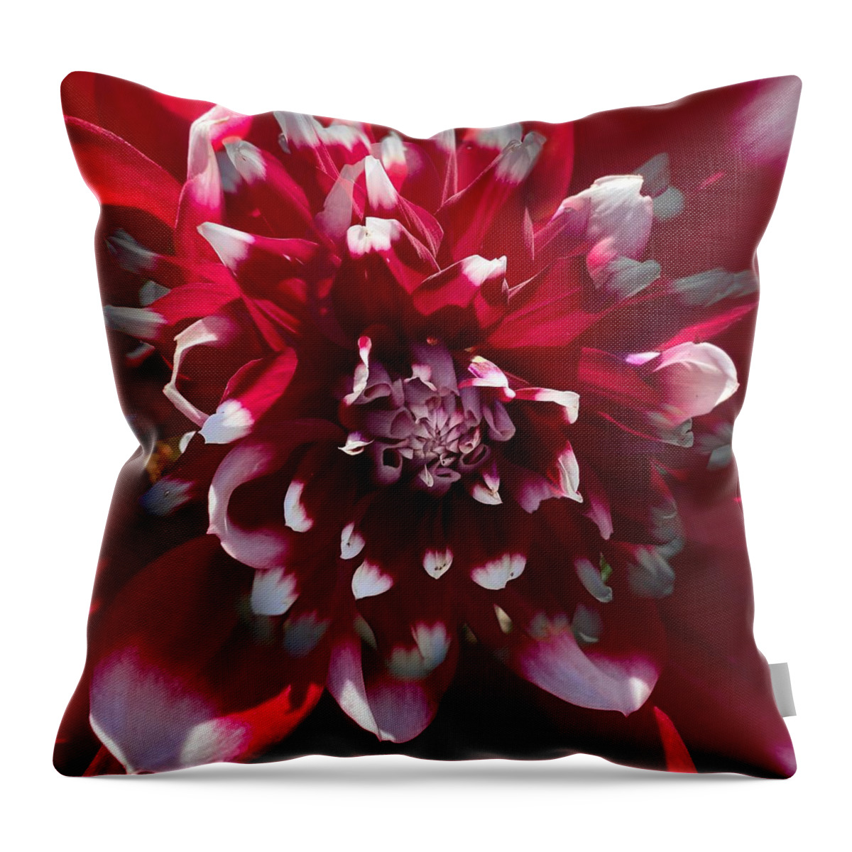 Flower Throw Pillow featuring the photograph Red and White Dahlia by Jerry Abbott