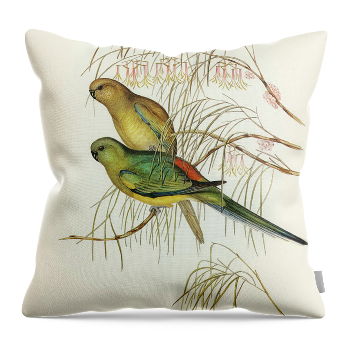 Red-backed Parakeet Throw Pillow featuring the drawing Red-backed Parakeet, Psephotus haematonotus by John Gould