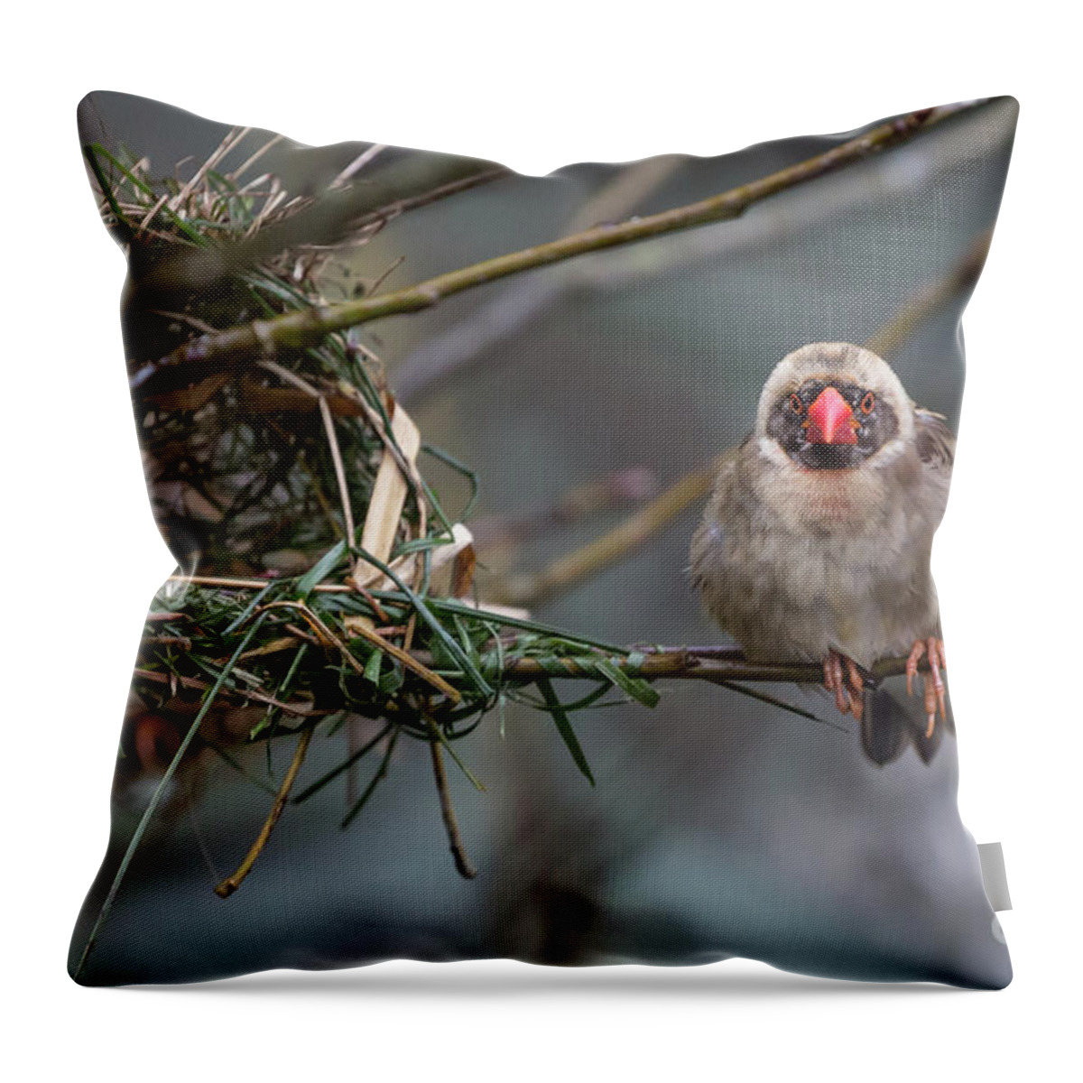 Red-billed Quelea Throw Pillow featuring the photograph Red-Billed Quelea-2 by Eva Lechner