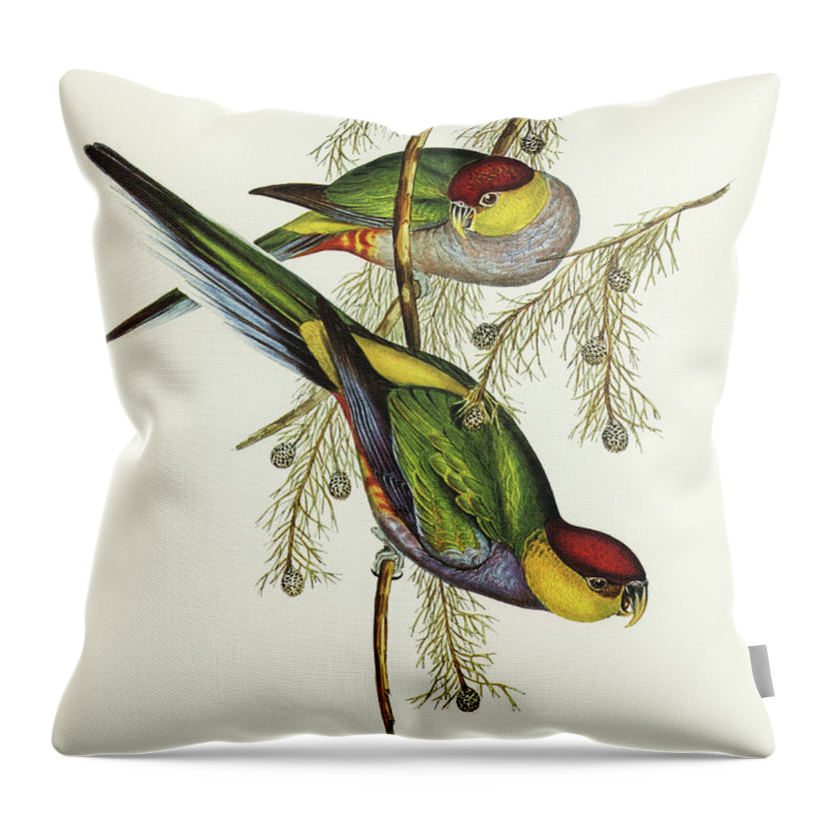 Red-capped Parakeet Throw Pillow featuring the drawing Red-capped Parakeet, Platycercus pileatus by John Gould