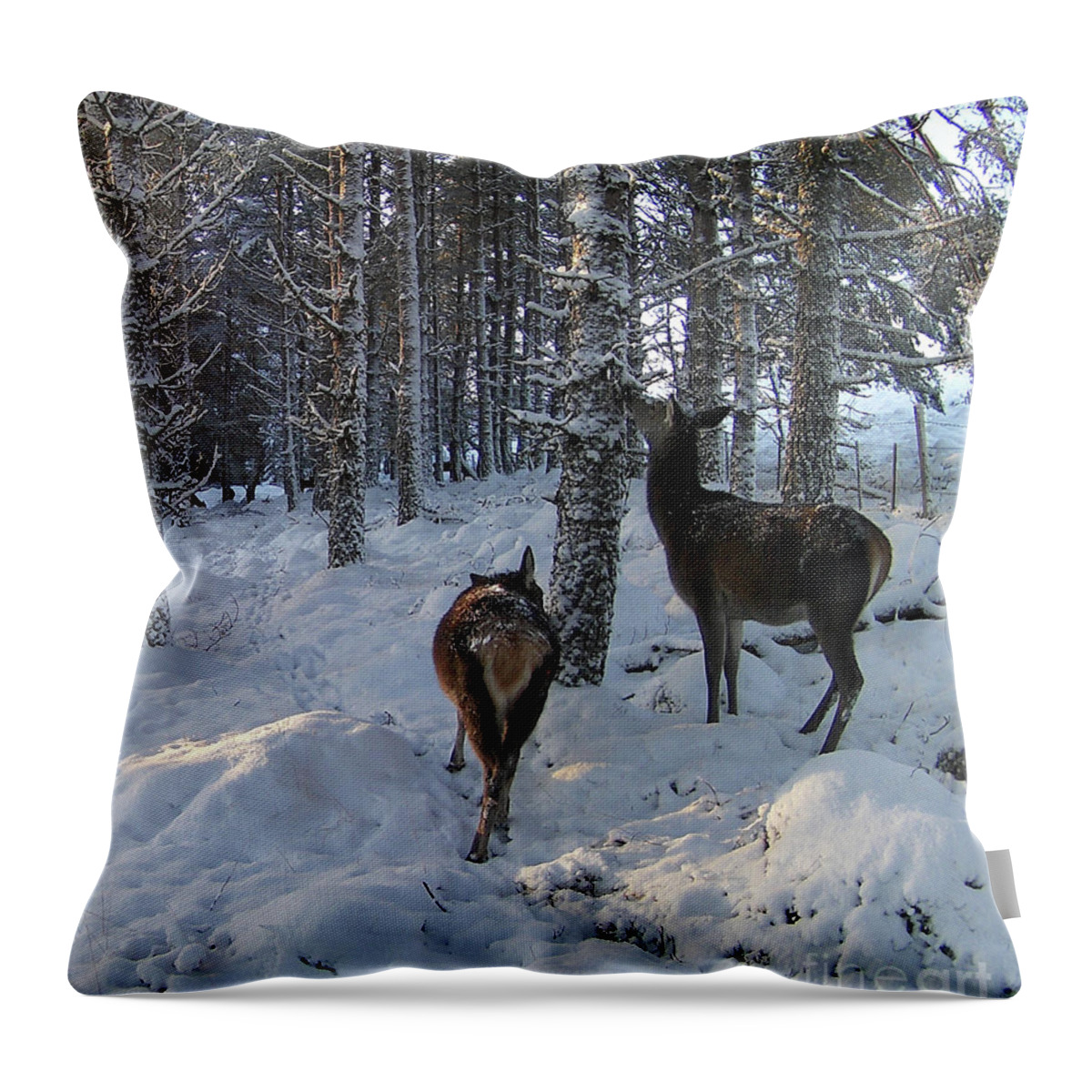 Red Deer Throw Pillow featuring the photograph Red deer hind and calf - lichen browse by Phil Banks