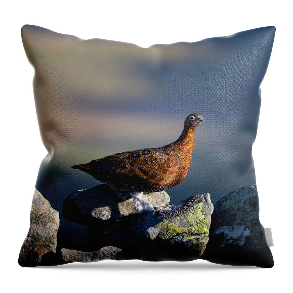 Red Grouse Throw Pillow featuring the photograph Red Grouse on a dry stone wall beside The Pennine Way by Anita Nicholson