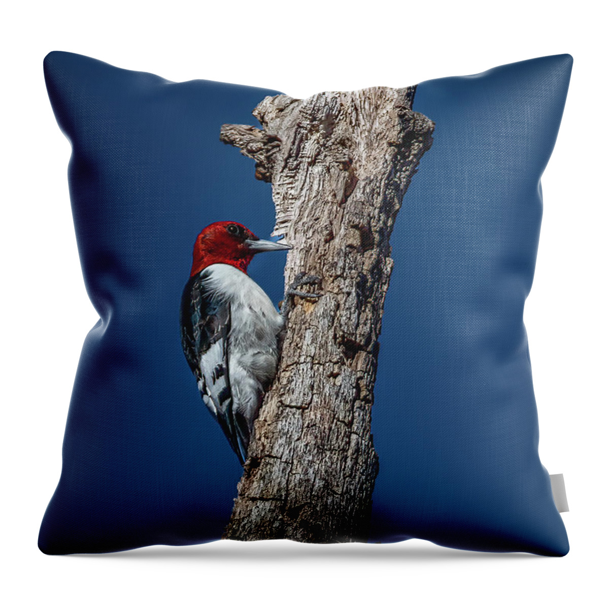 Animal Throw Pillow featuring the photograph Red Headed Woodpecker by Brian Shoemaker