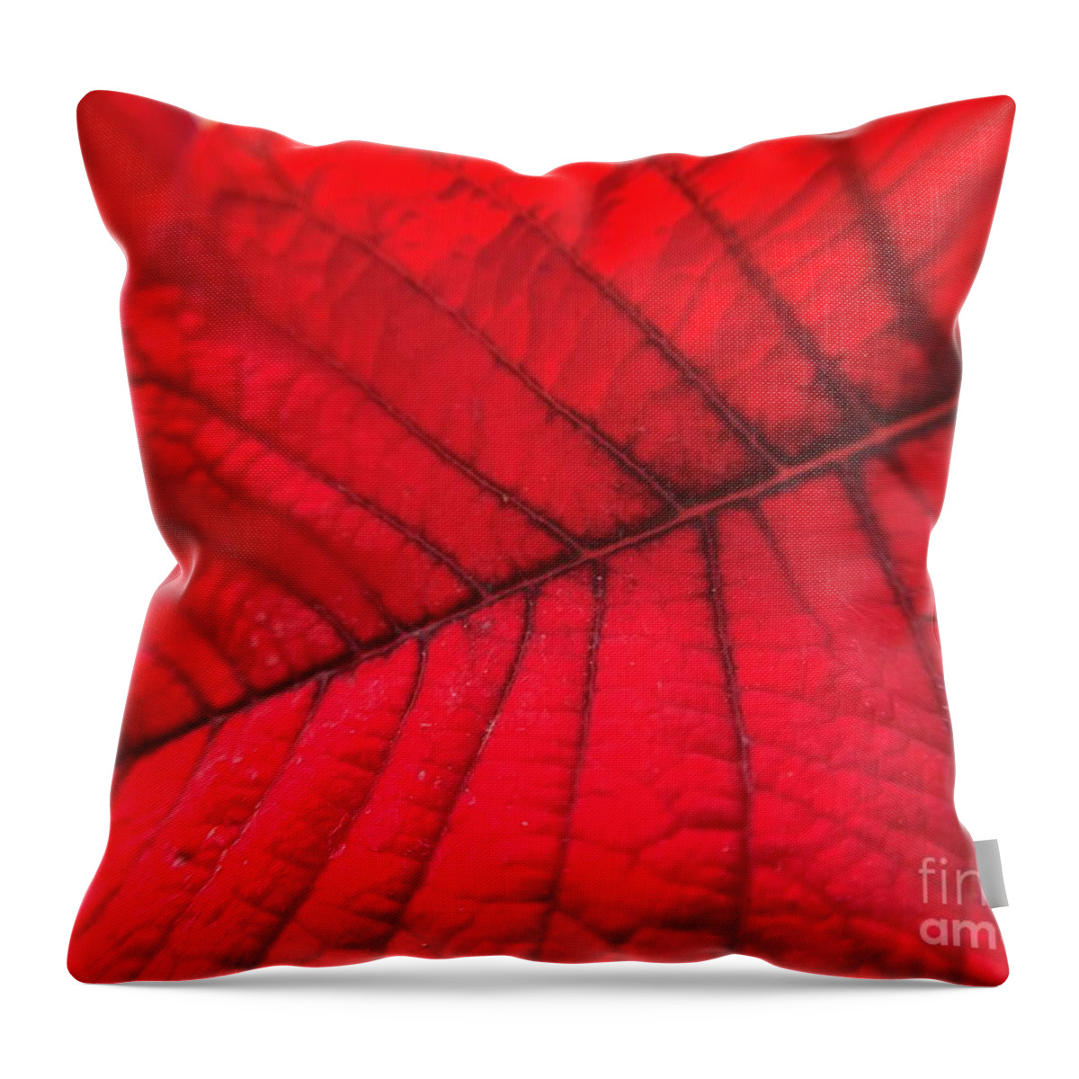 Poinsettia Throw Pillow featuring the photograph Red Leaf by Catherine Wilson