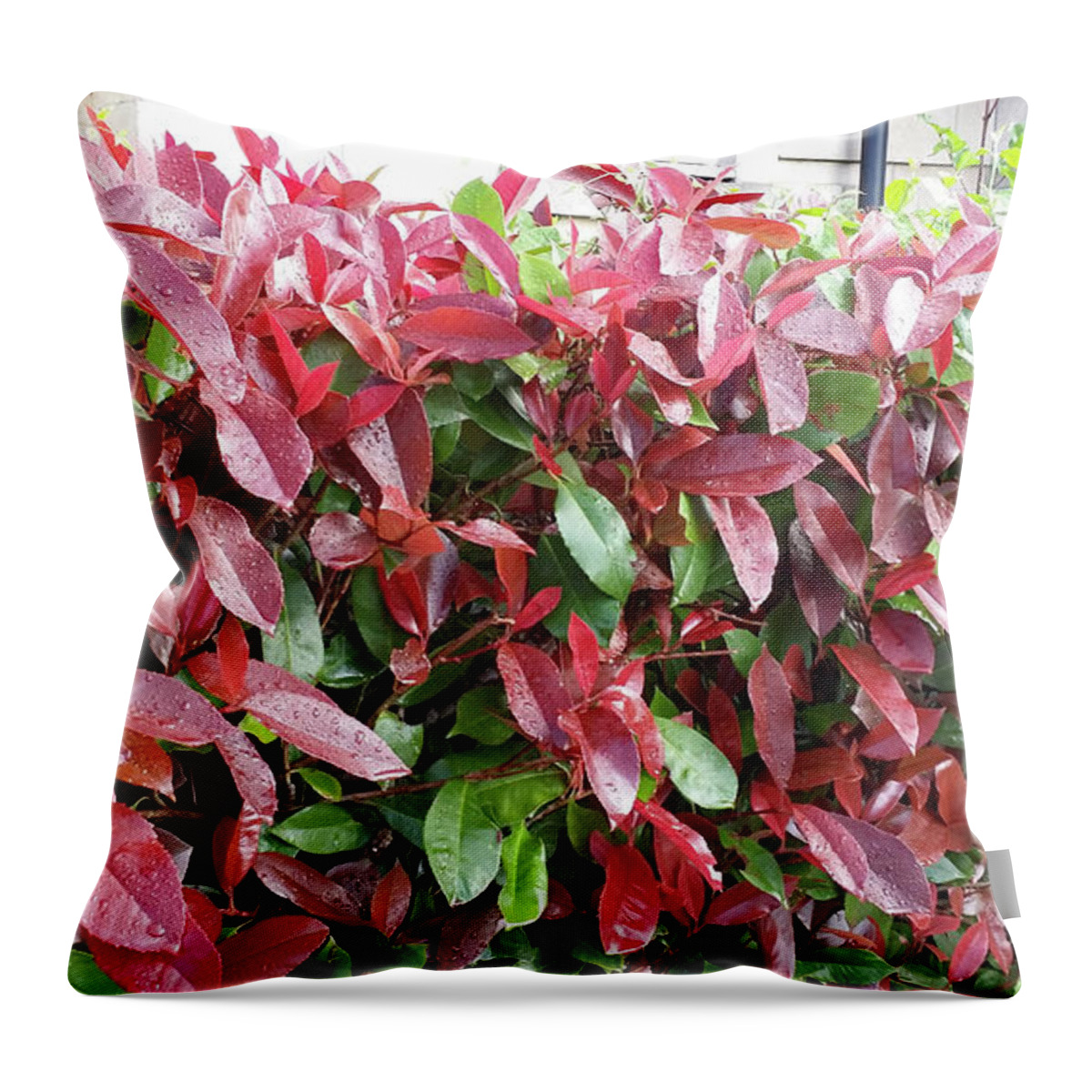 Plant Images Throw Pillow featuring the painting Red Leaves in Cornwall by Roxy Rich