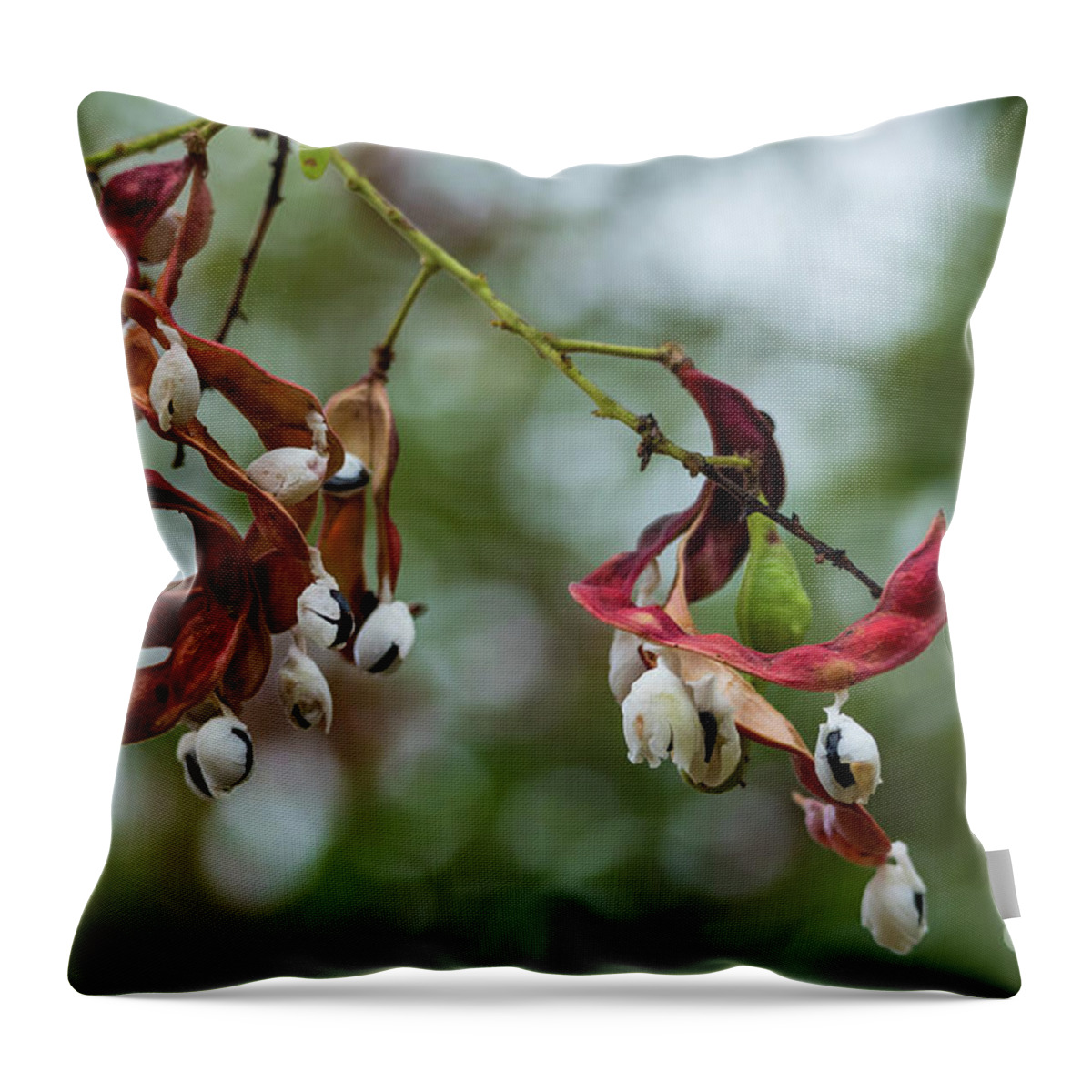 Adenanthera Pavonina Throw Pillow featuring the photograph Red Lucky Seed by Eva Lechner