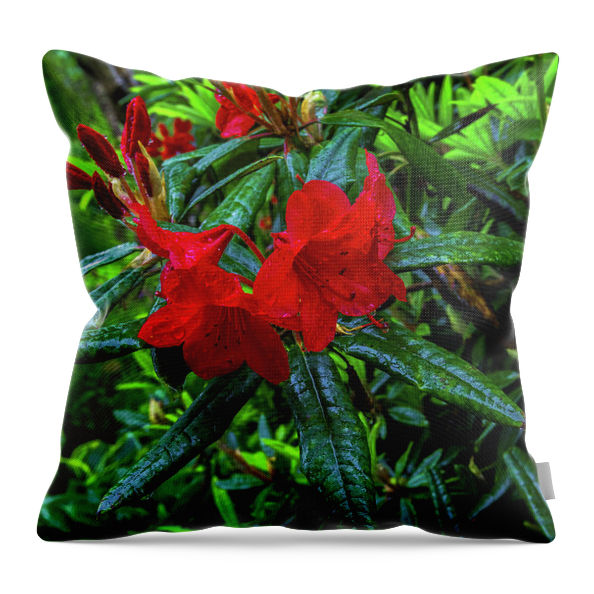Alex Lyubar Throw Pillow featuring the photograph Red Rhododendron covered with dew by Alex Lyubar