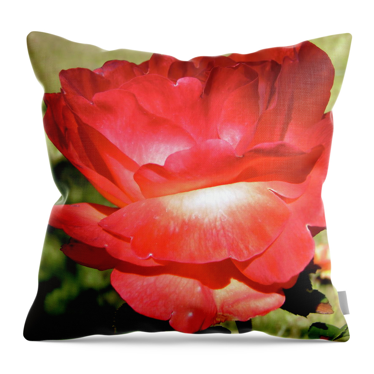 Rose Throw Pillow featuring the photograph Red Rose by Stephanie Moore