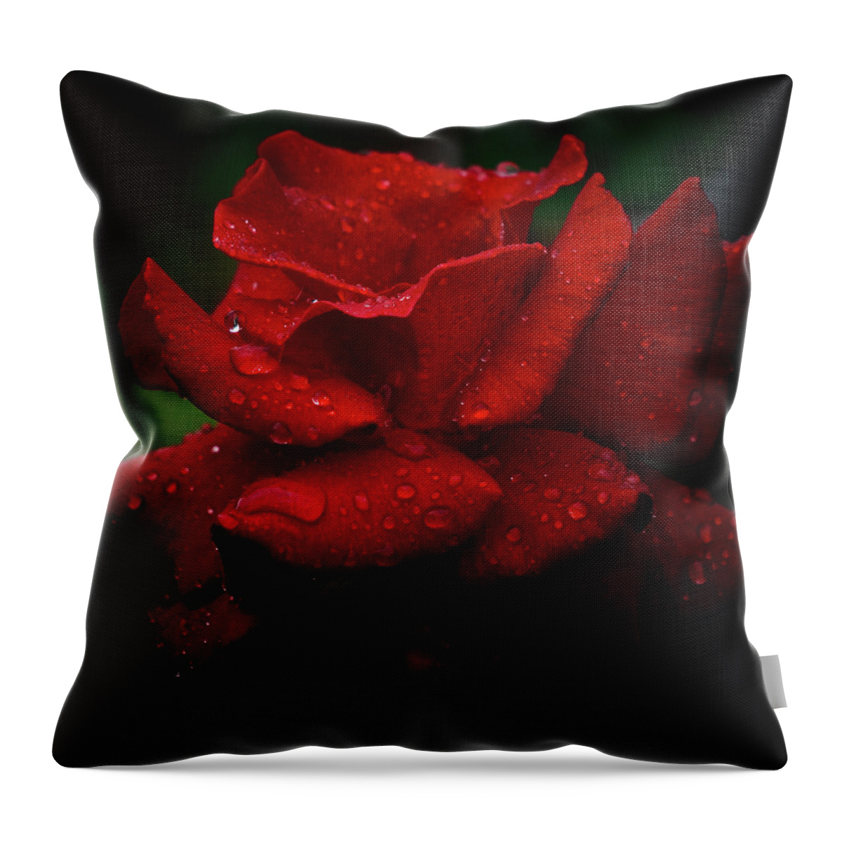 Rose Throw Pillow featuring the photograph Red September 2021 Rose in the Rain by Richard Cummings