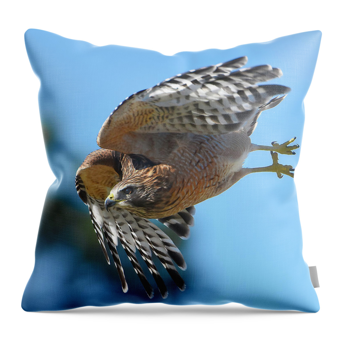 Red Shoulder Hawk Throw Pillow featuring the photograph Red Shoulder Hawk Flight by Jerry Griffin