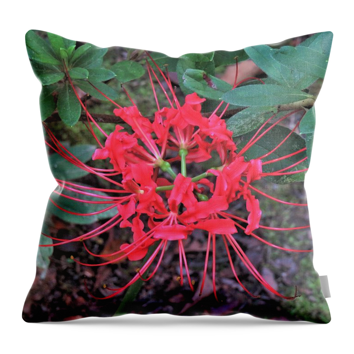 Flower Throw Pillow featuring the photograph Red Spider Lily Stare by Ed Williams