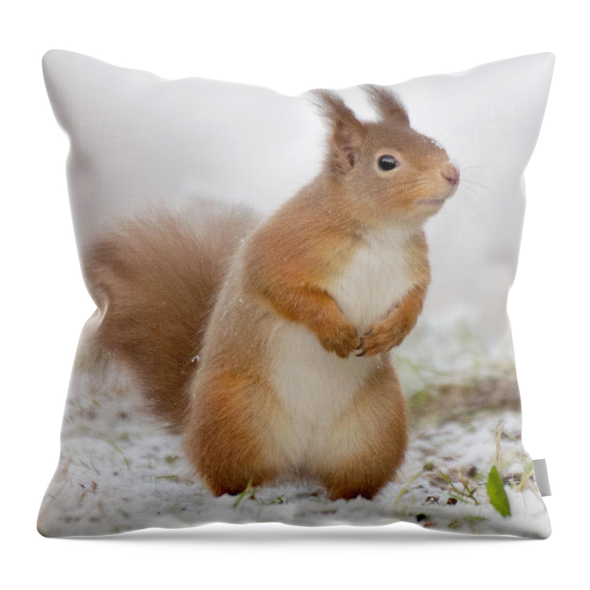 Red Squirrel Throw Pillow featuring the photograph Red Squirrel in Snow by Gavin MacRae
