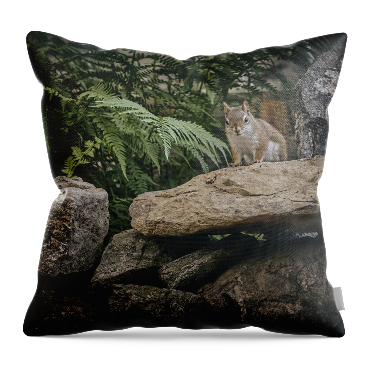 Red Squirrels Throw Pillow featuring the photograph Red Squirrels rock wall 1 by Bob Orsillo