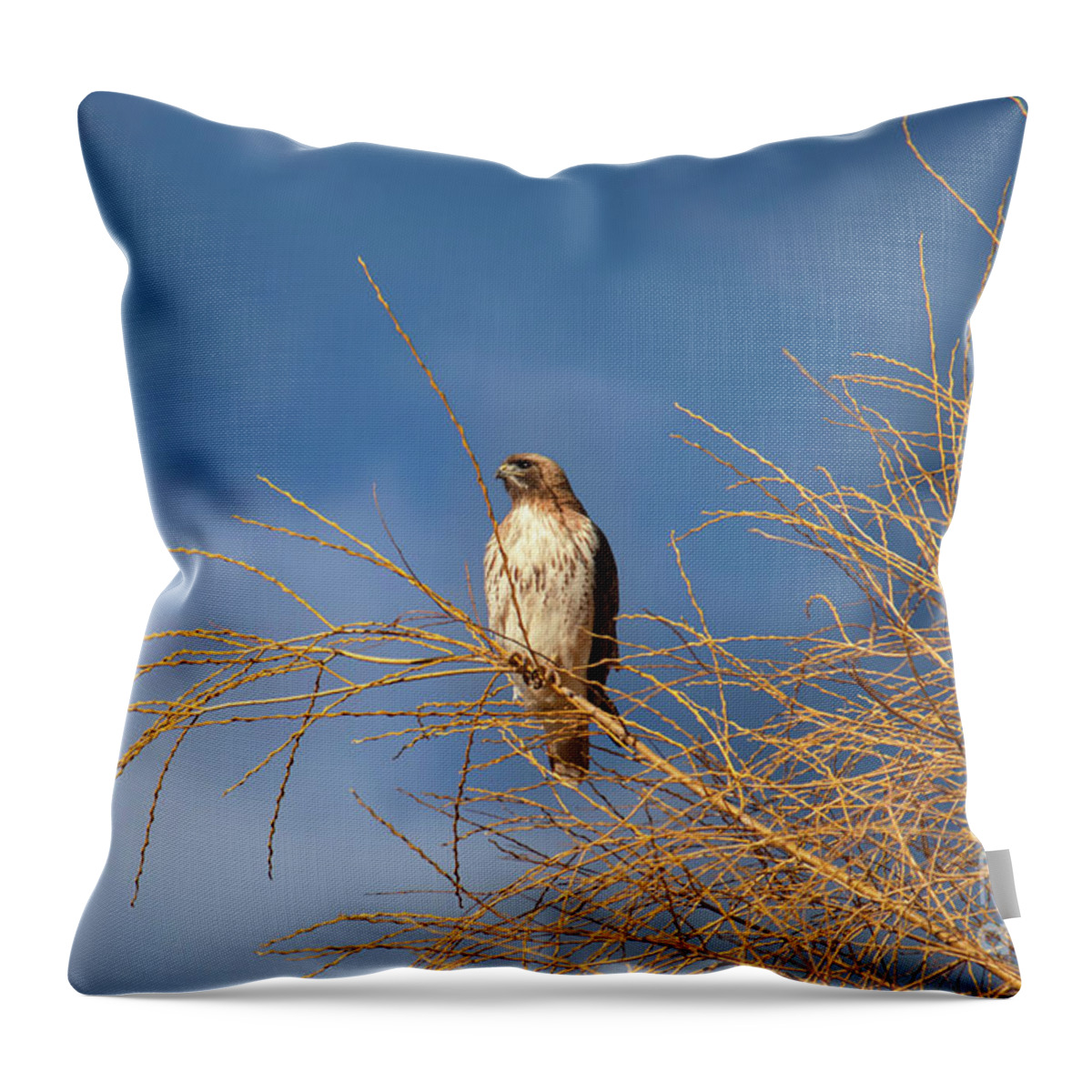 Taos Throw Pillow featuring the photograph Red Tailed Hawk from Arroyo Hondo NM by Elijah Rael