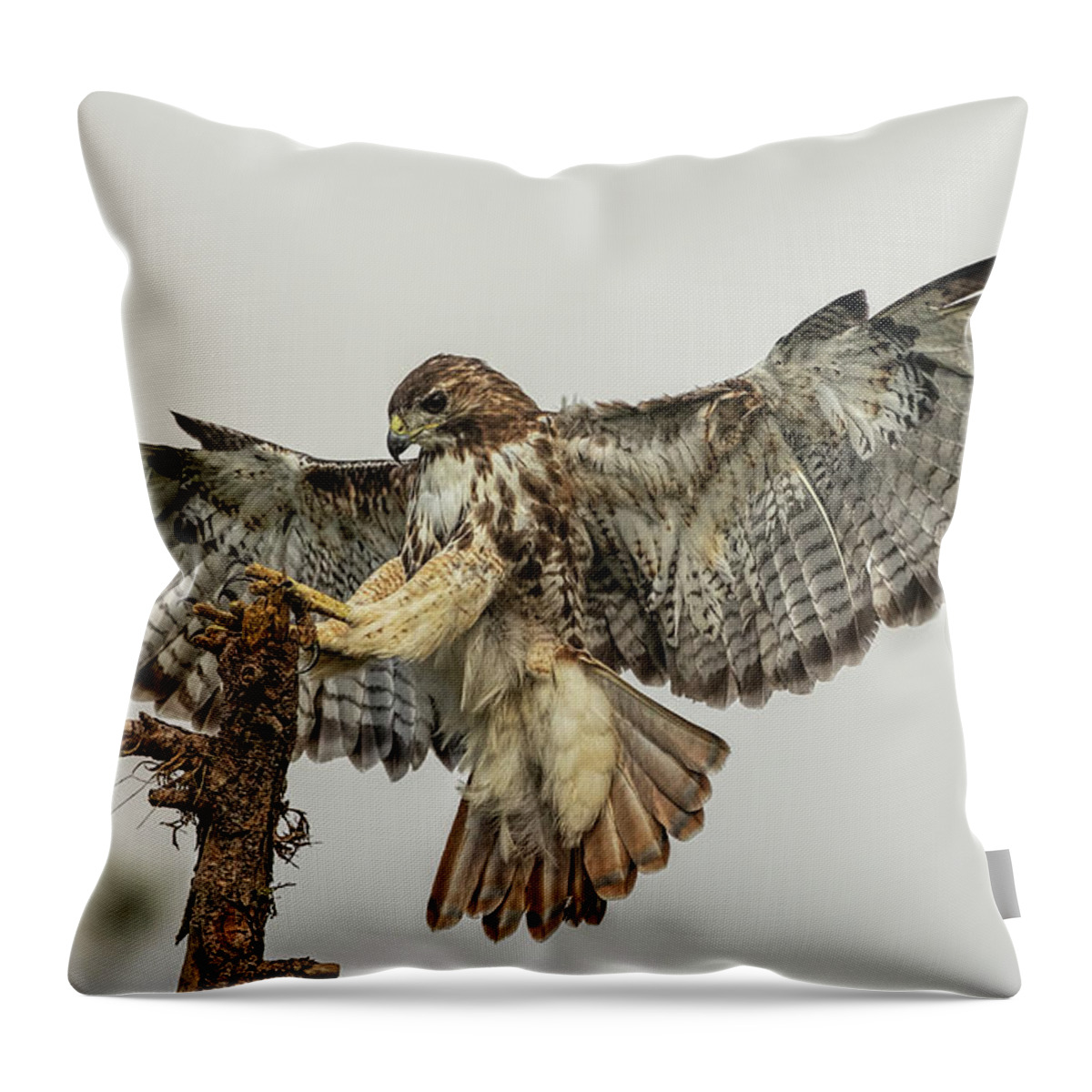 Rth Throw Pillow featuring the photograph Red-tailed hawk landing by Justin Battles