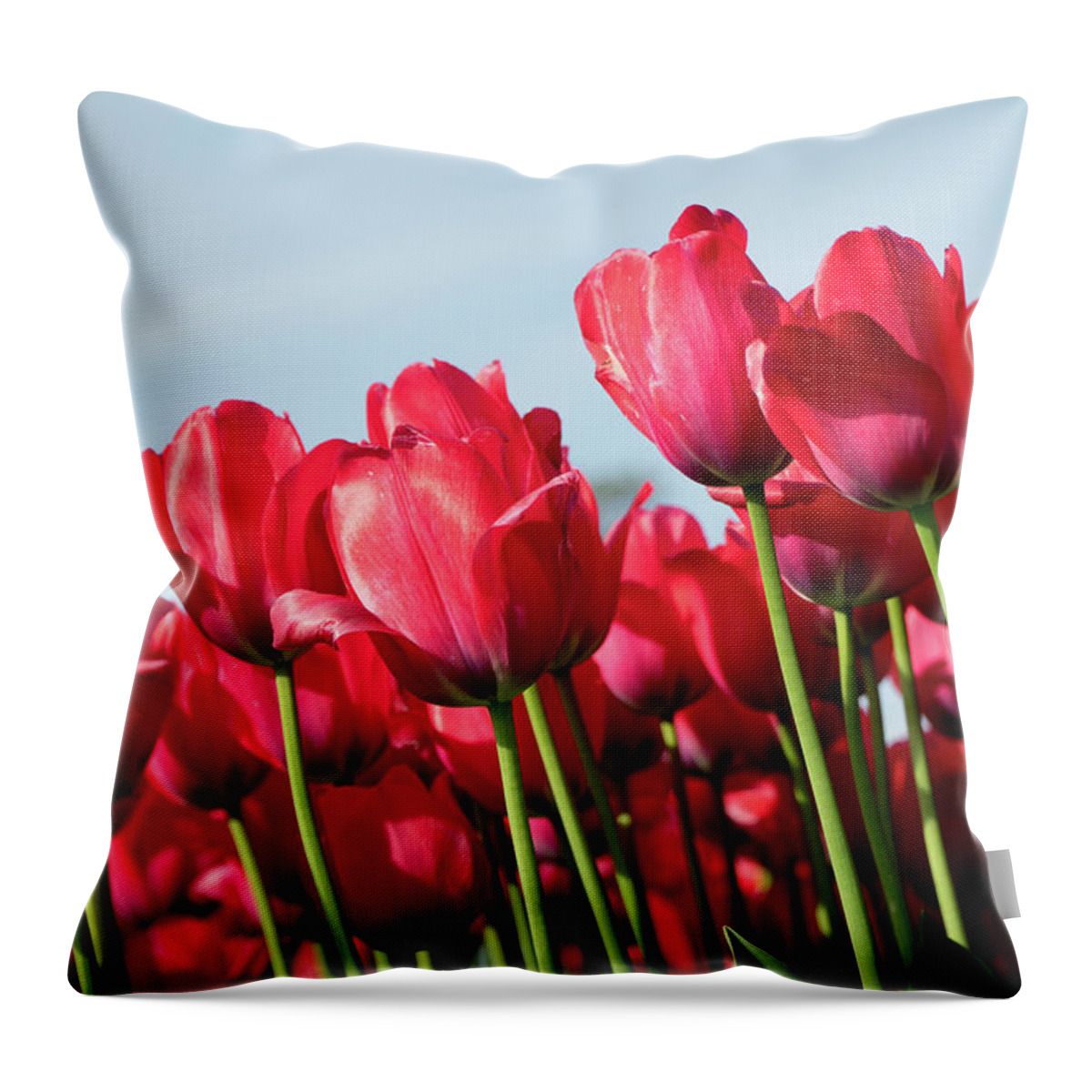 The Image Of Red Tulips Taken By Rich Sirko. Throw Pillow featuring the photograph Red Tulips by Rich S