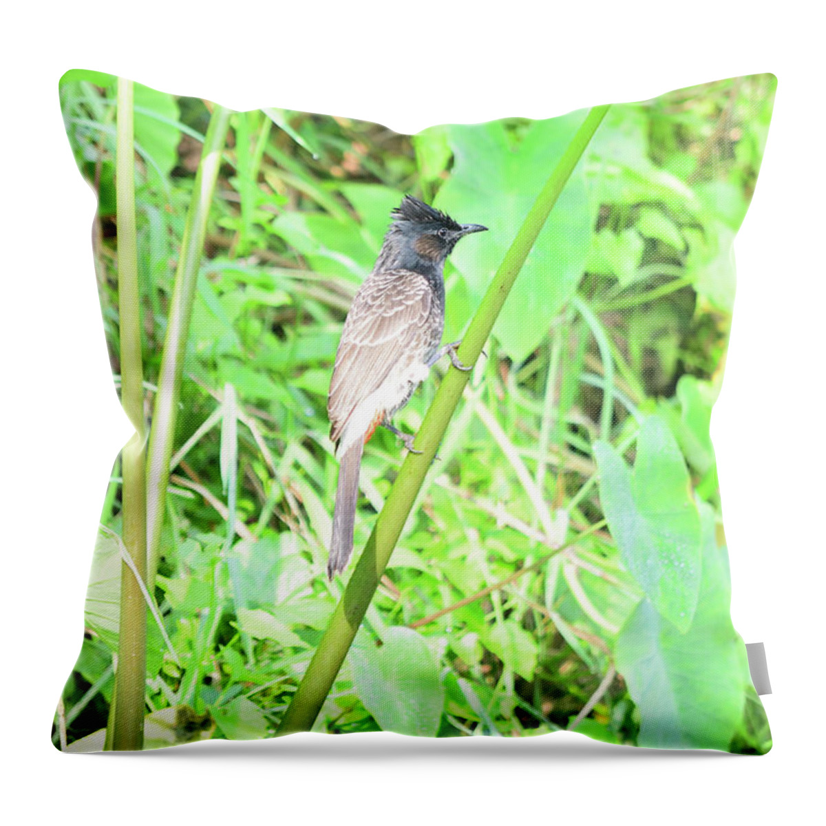 Pycnonotus Cafer Throw Pillow featuring the photograph Red-vented Bulbul - Pycnonotus cafer by Amazing Action Photo Video