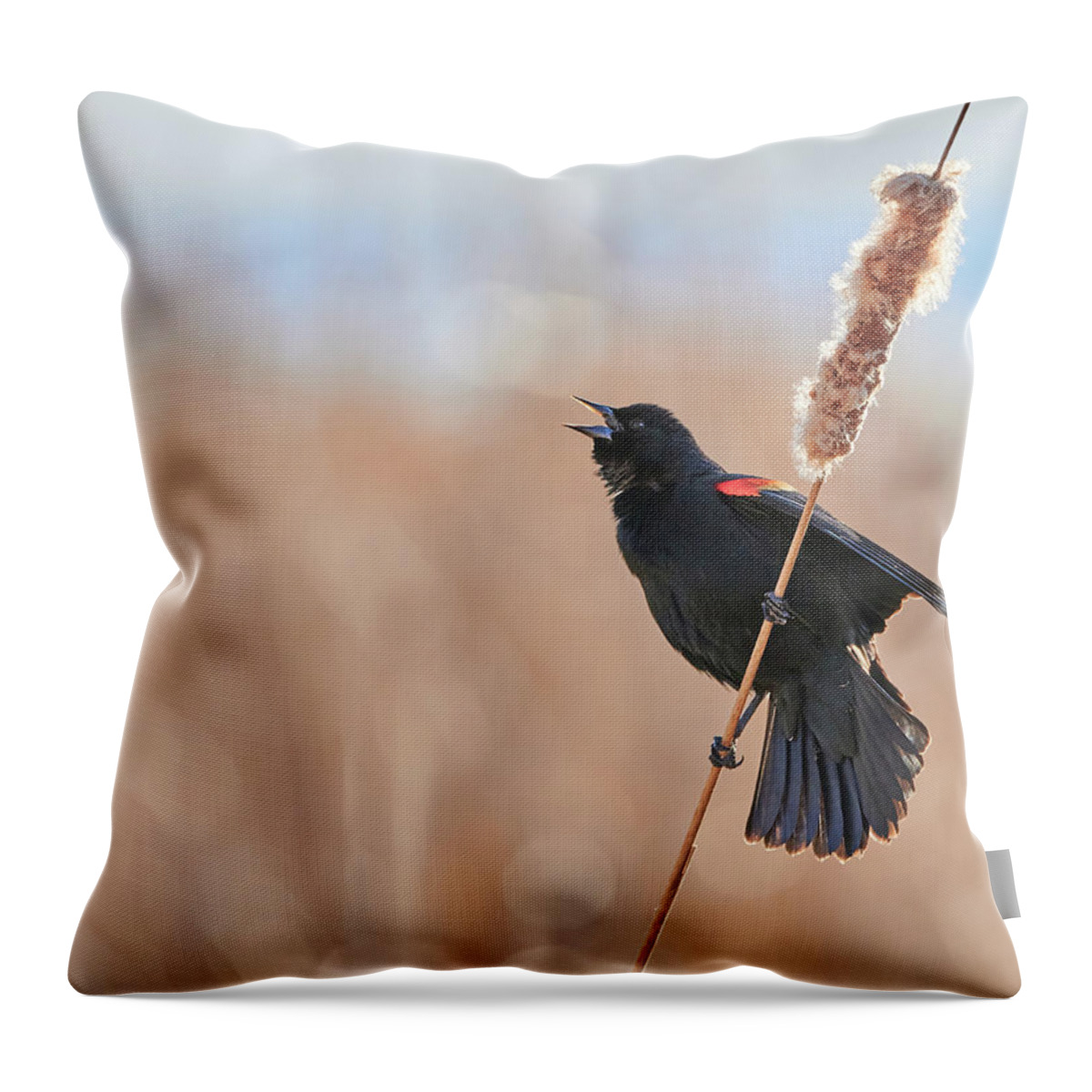 Red-winged Blackbird Throw Pillow featuring the photograph Red-winged Blackbird Calling by Jim Hughes