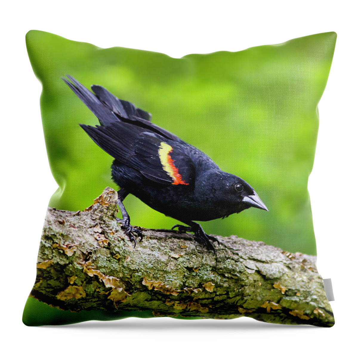 Bird Throw Pillow featuring the photograph Red Winged Blackbird by Christina Rollo