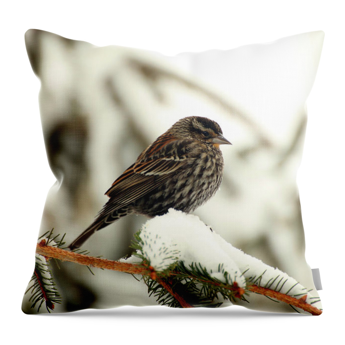 Red-winged Blackbird Throw Pillow featuring the photograph Red-Winged Blackbird - immature by Laurie Lago Rispoli