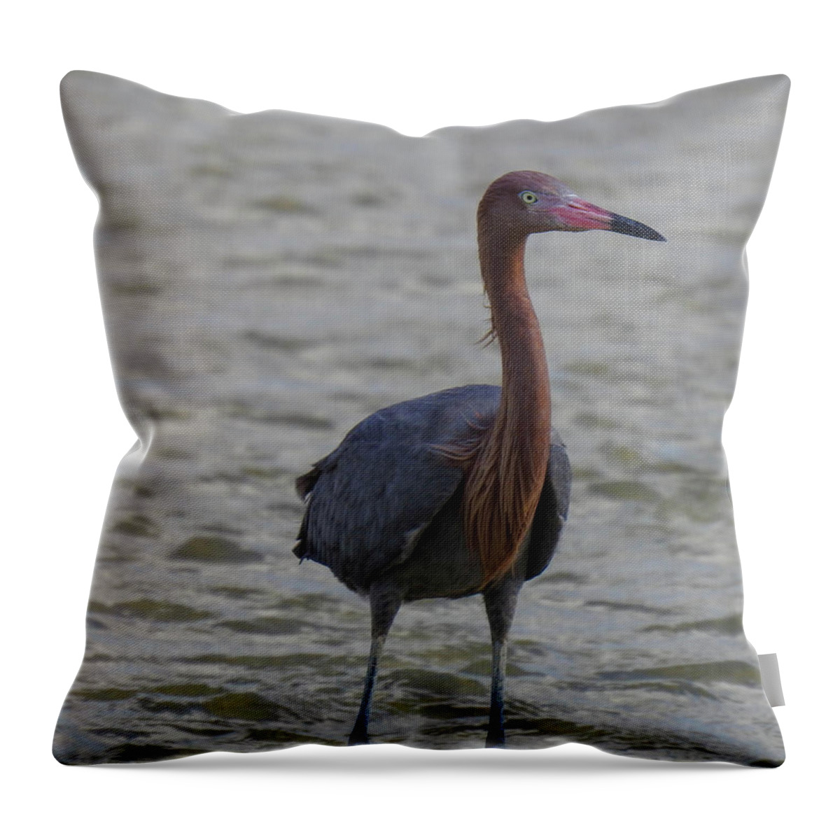 America Throw Pillow featuring the photograph Reddish egret by Lisa Crawford