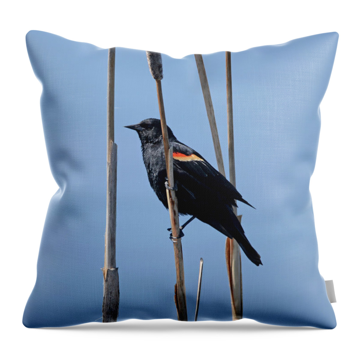 Redwing Throw Pillow featuring the photograph Redwing in Reeds by Whispering Peaks Photography