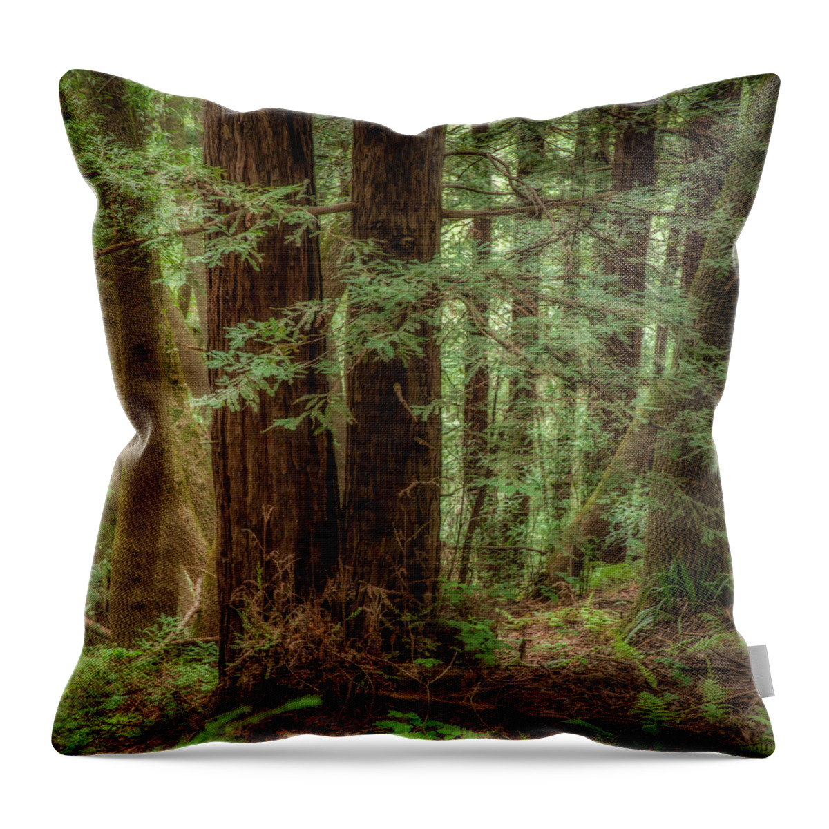 Redwoods Throw Pillow featuring the photograph Redwoods, Roy's Redwoods by Donald Kinney
