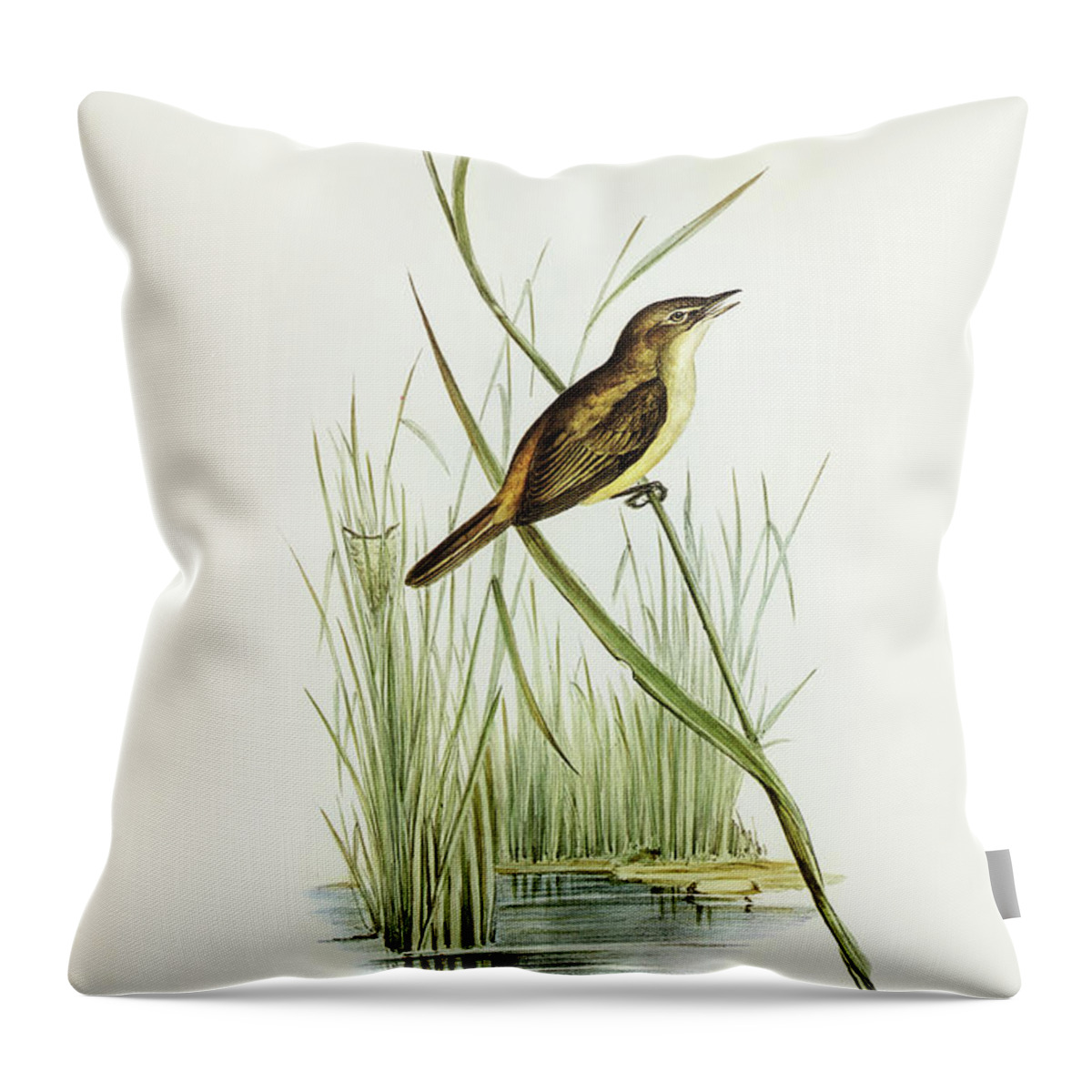 Reed Warbler Throw Pillow featuring the drawing Reed Warbler, Acrocephalus Australis by John Gould