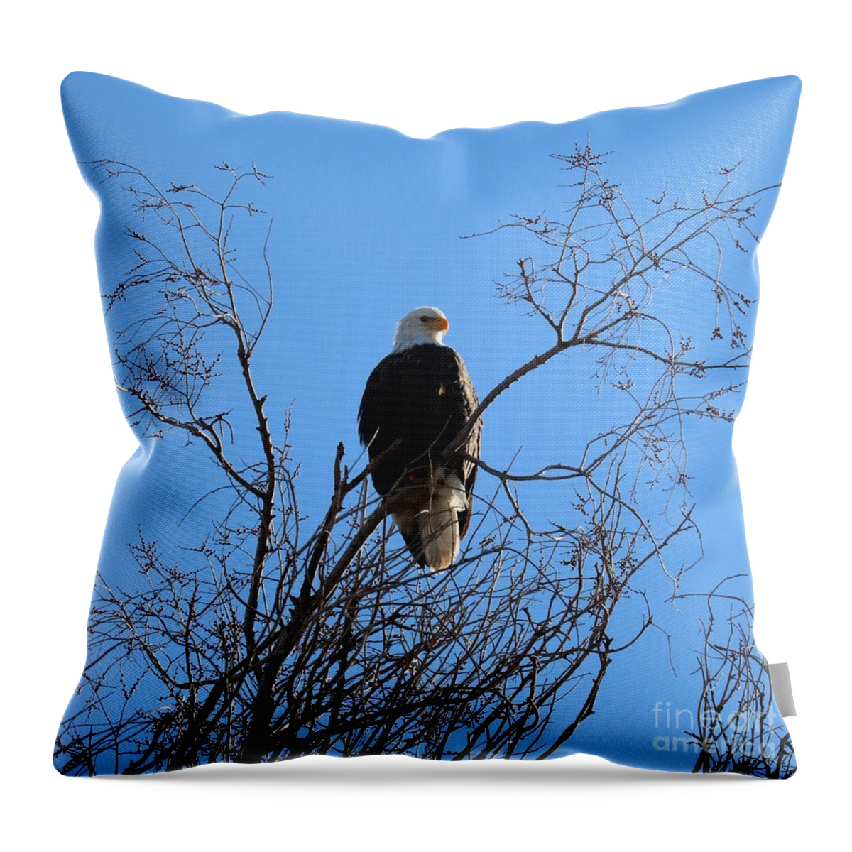 Bald Eagle Throw Pillow featuring the photograph Regal Bald Eagle Square by Carol Groenen