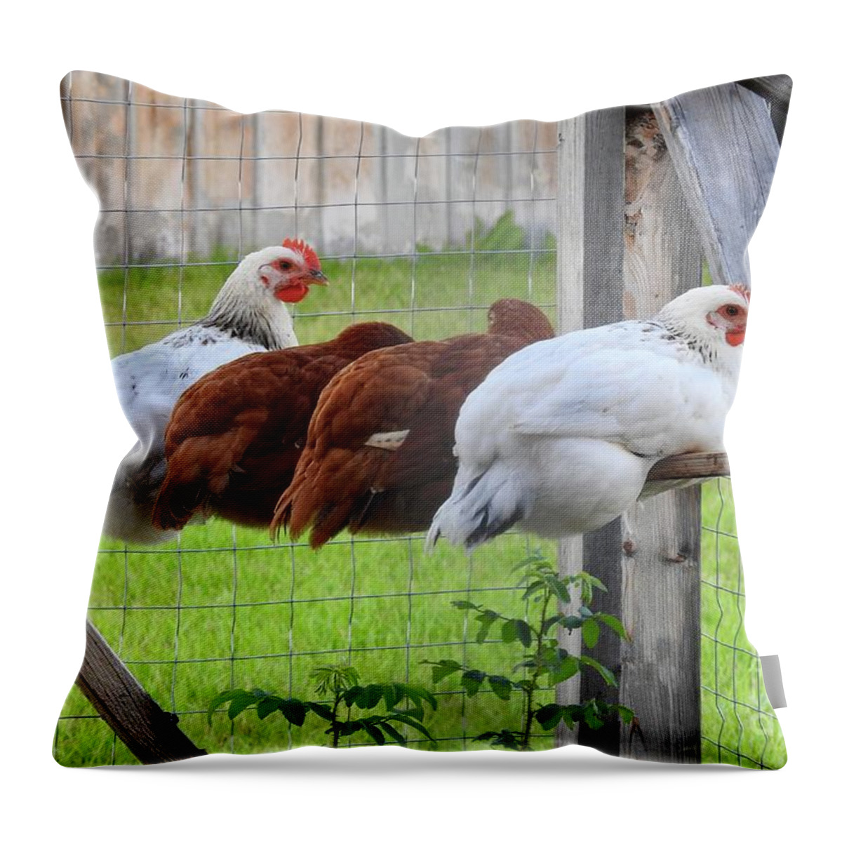 Chickens Throw Pillow featuring the photograph Table for four by Nicola Finch