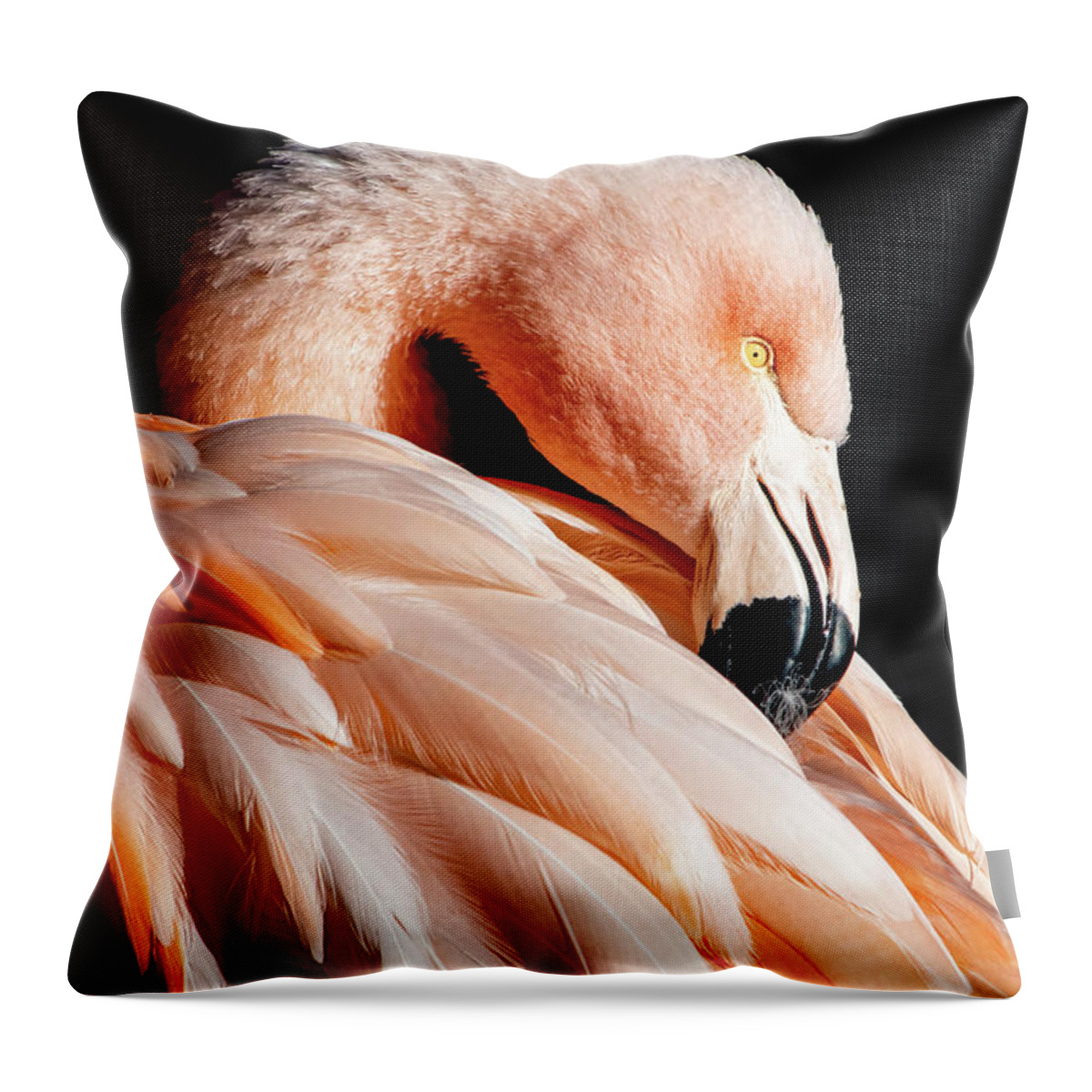 Flamingo Throw Pillow featuring the photograph Resplendent by Bonny Puckett