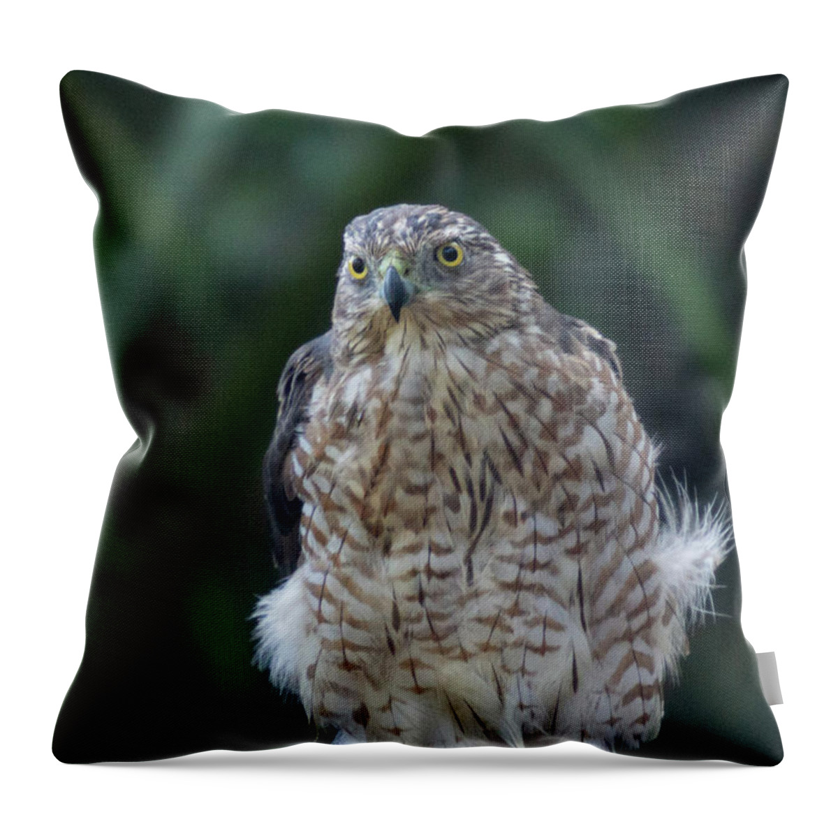 Hawk Throw Pillow featuring the photograph Resting Cooper's Hawk by Patricia Schaefer