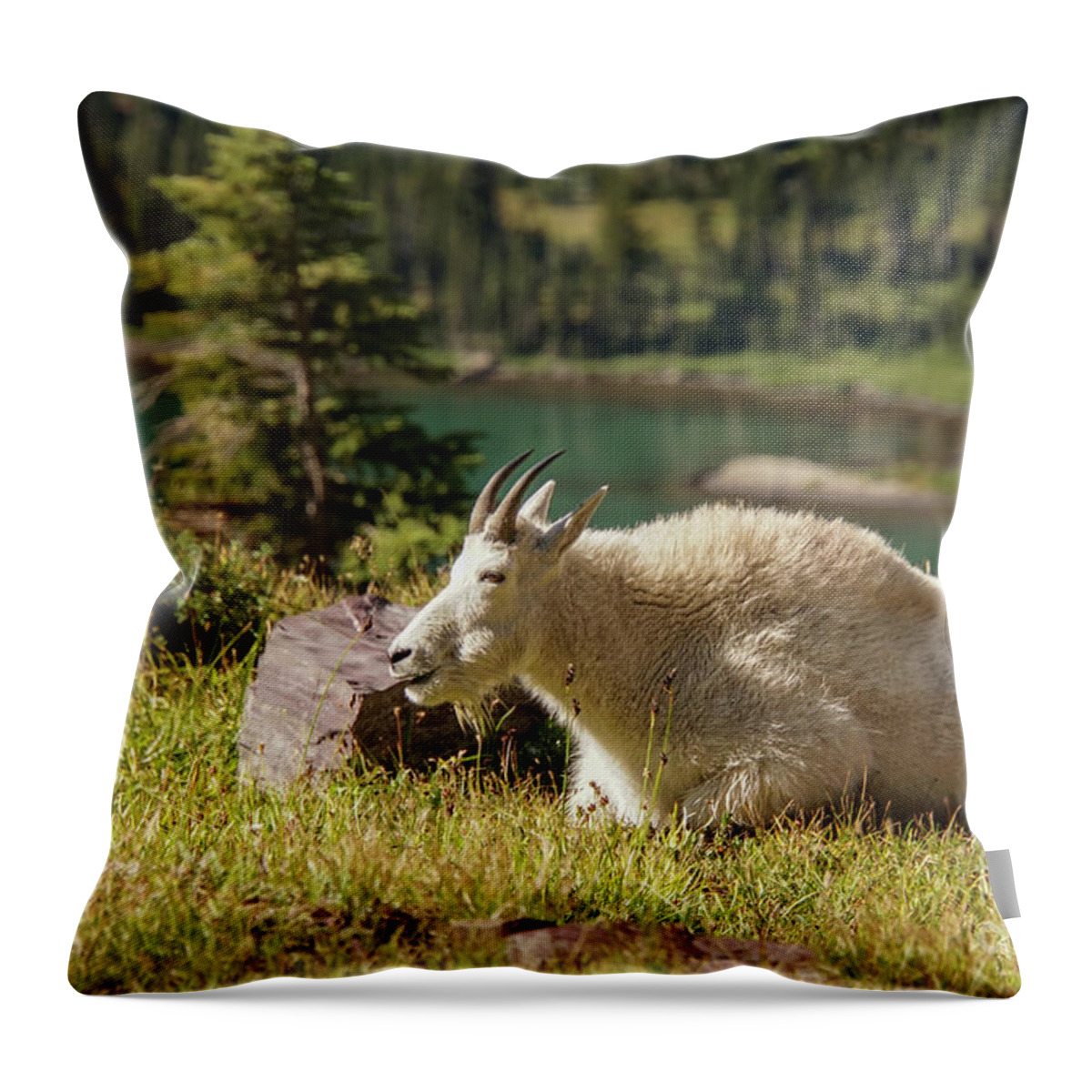 Glacier National Park Throw Pillow featuring the photograph Resting Mountain Goat by Nancy Gleason