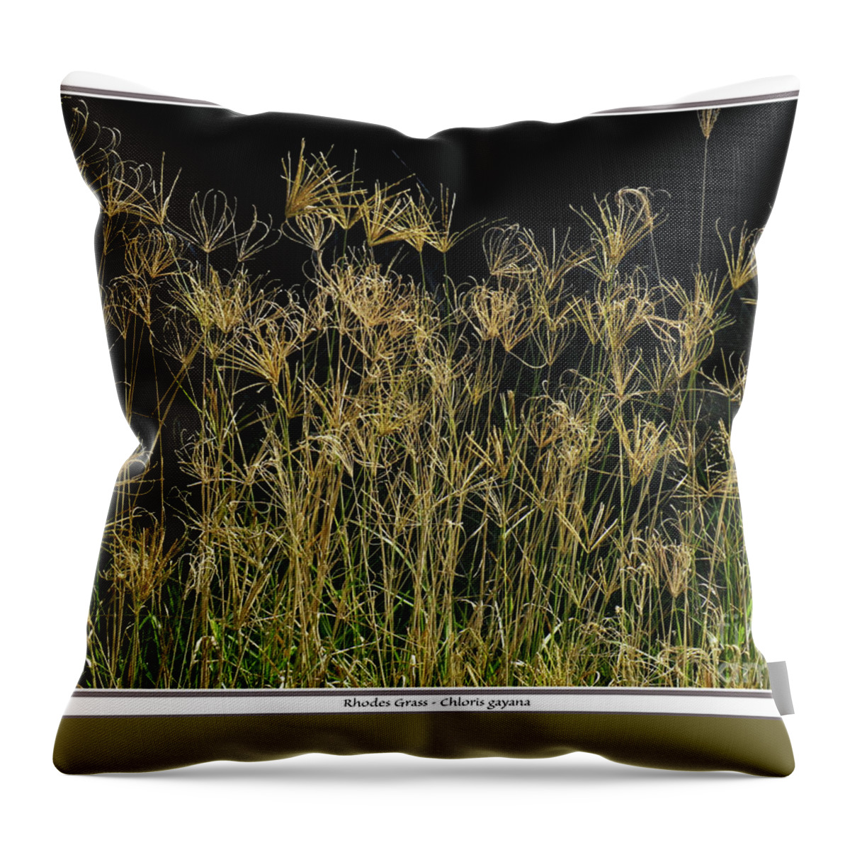 Grass Throw Pillow featuring the photograph Rhodes Grass Chloris gayana by Klaus Jaritz