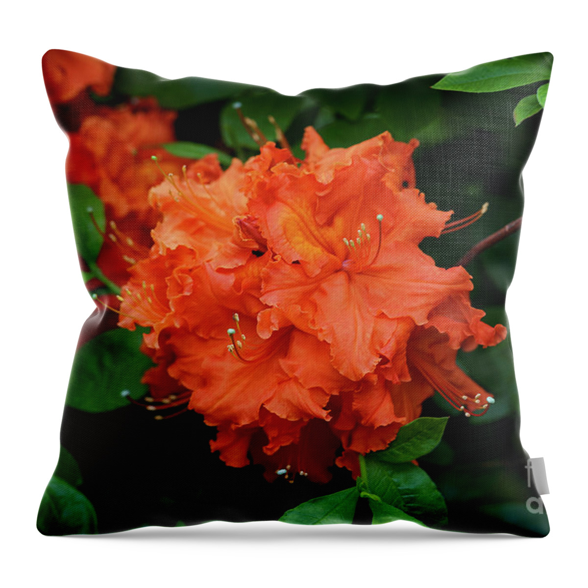 Rhododendron In Orange Throw Pillow featuring the photograph Rhododendron in Orange by Rachel Cohen