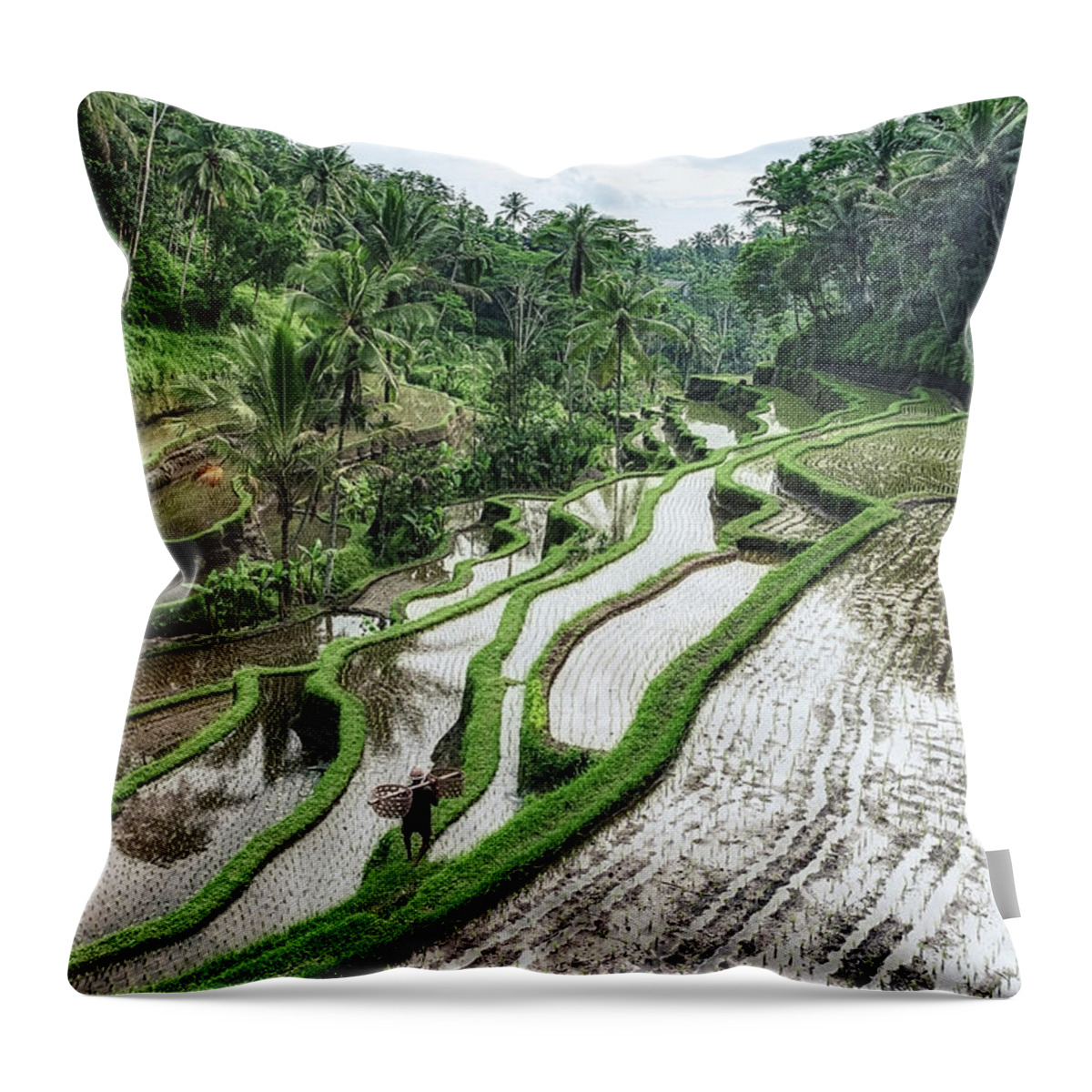 Agriculture Throw Pillow featuring the photograph Rice Terraces by Manjik Pictures