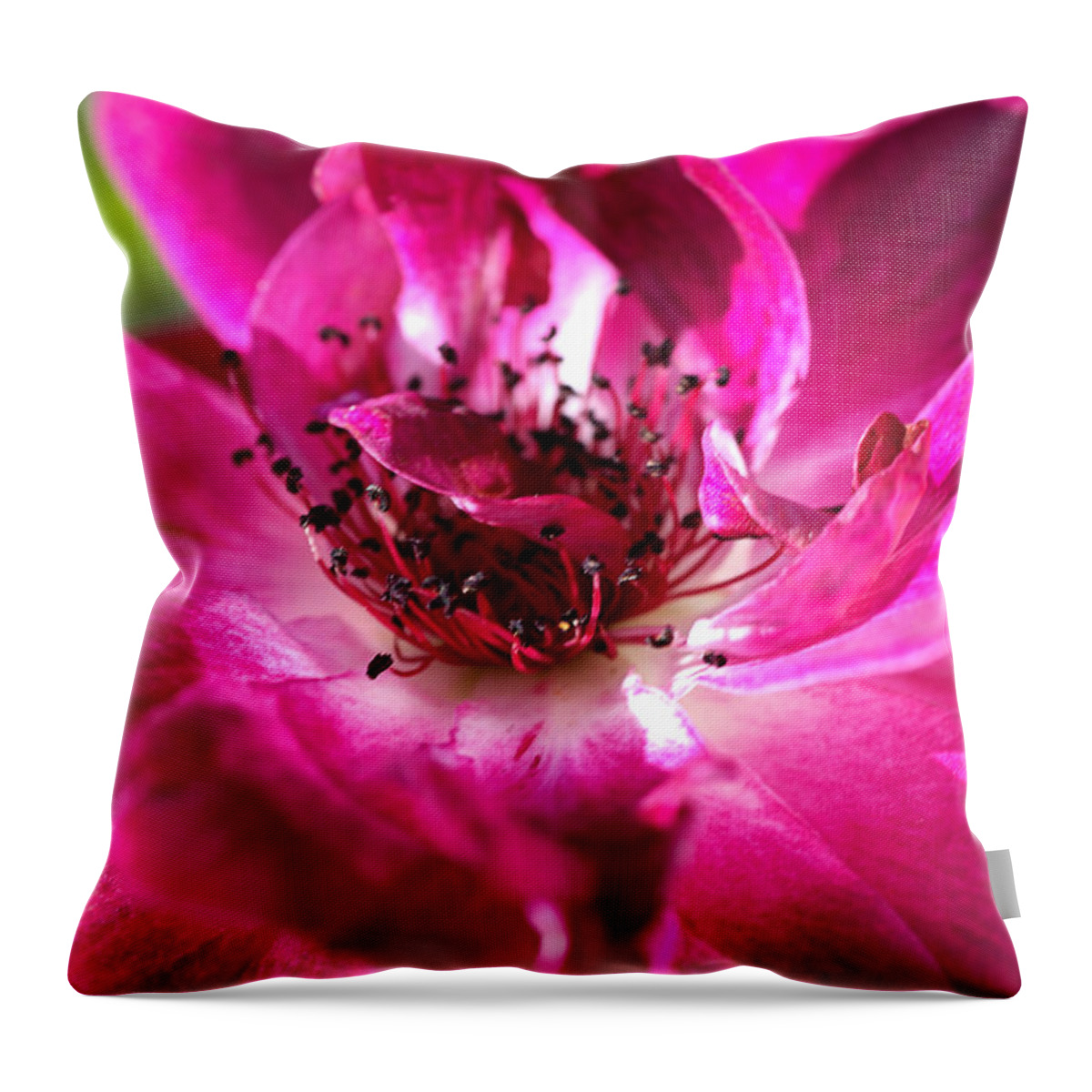 Bubbleblue Throw Pillow featuring the photograph Richly Dreamy Rose by Joy Watson