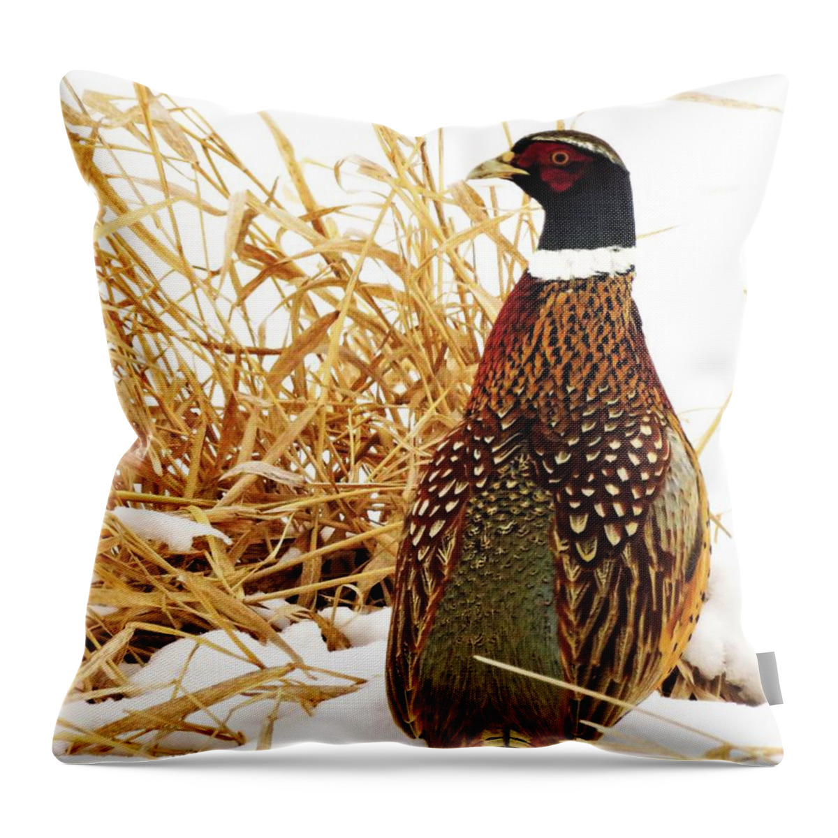 Birds Throw Pillow featuring the photograph Ring-necked Pheasant in Winter by Lori Frisch