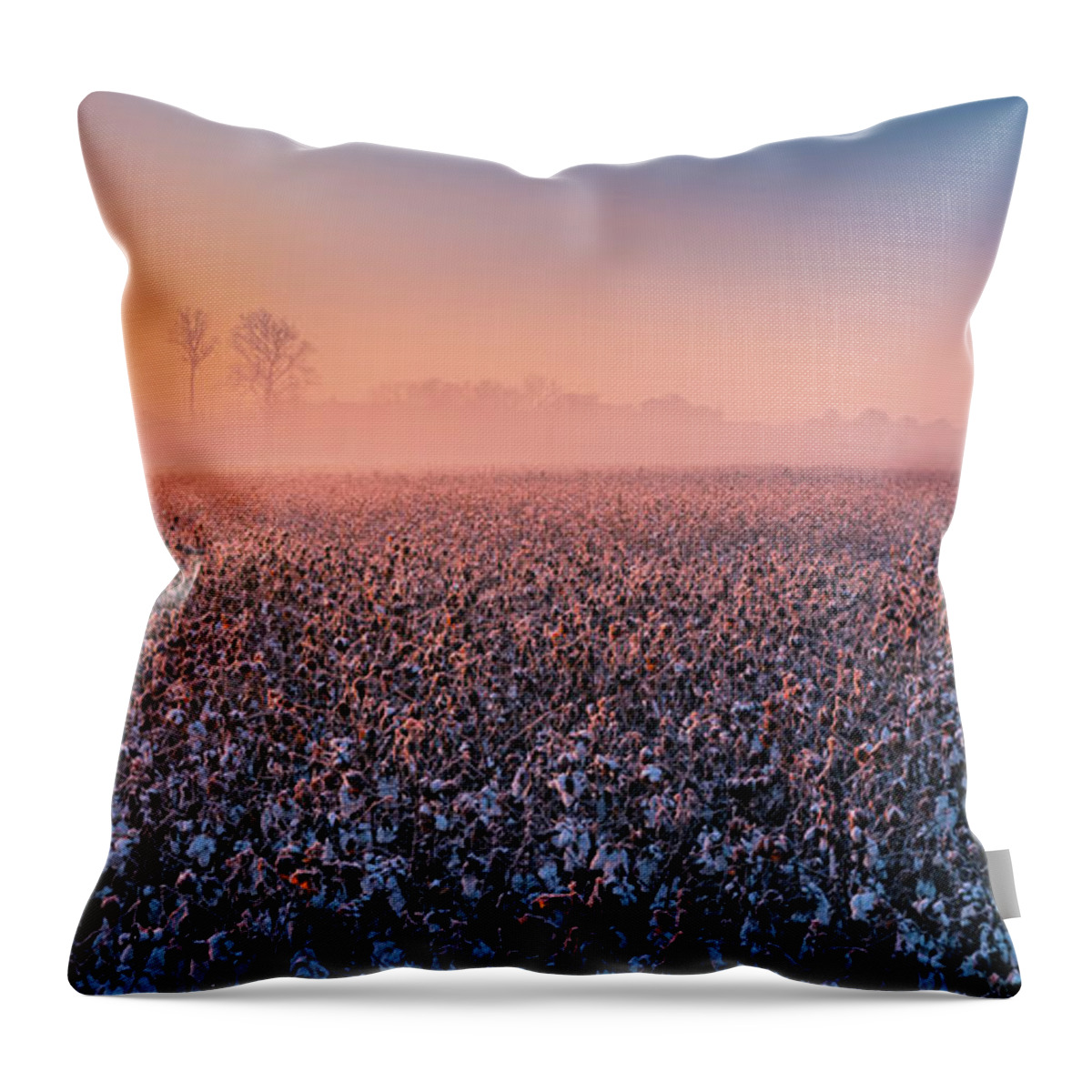 Tennessee Throw Pillow featuring the photograph Rising sun over cotton plantation in Tennessee Panorama by Ranjay Mitra