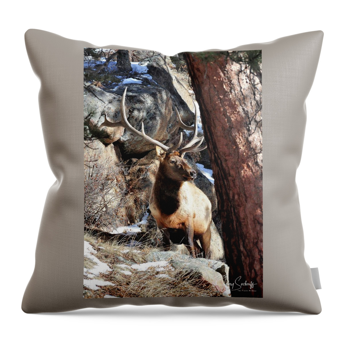 Elk Throw Pillow featuring the photograph RMNP Bull Elk DS by Jerry Sodorff